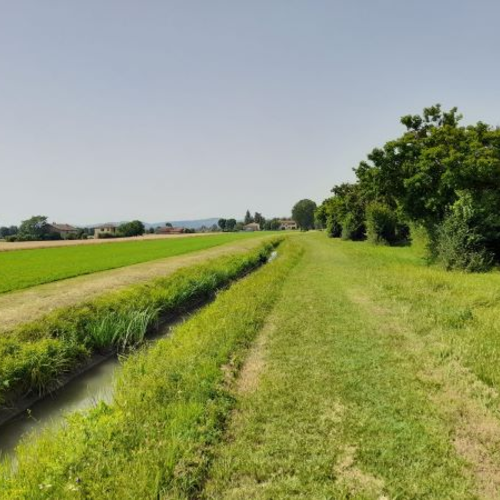 Fig. 2. Il Condotto Canalazzo che attraversa alcuni campi prima di immettersi nella Canaletta Ghisiliera, Foto Archivio Canali di Bologna, 2023.